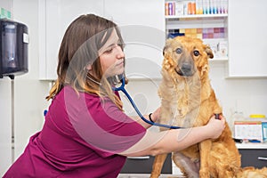 Female veterinary doctor using stethoscope for cute dog examination