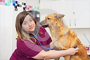Female veterinary doctor using stethoscope for cute dog examination