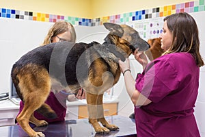 Female veterinary doctor using stethoscope for cute dog examination