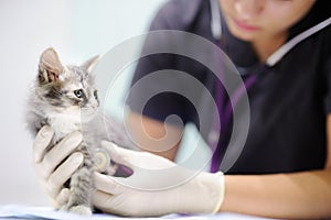 Female veterinary doctor using stethoscope for cute kitten