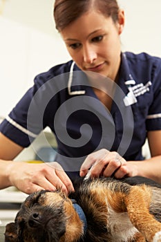 Female Veterinary Surgeon Examining Dog