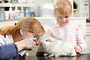 Female Veterinary Surgeon Examining Guinea Pig