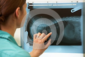 Female Veterinary Surgeon Examining X Ray photo