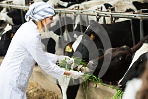 Female veterinary technician feeding cows in farm