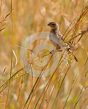 A female Village Indigobird