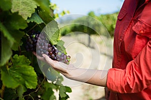 Female vintner examining grapes in vineyard