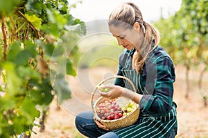 Female vintner holding a basket of grapes