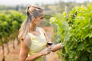 Female vintner holding wine glass and inspecting grape crop