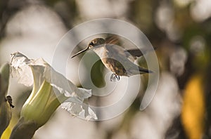 Female Violet-crowned Hummingbird (Ramosomyia violiceps)