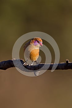 Female Violet-eared Waxbill