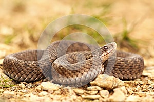 Female Vipera berus on ground, full length