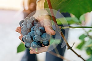 Female viticulturist harvesting grapes in grape yard