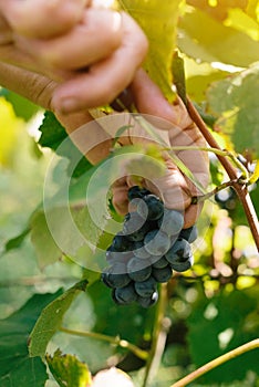 Female viticulturist harvesting grapes in grape yard