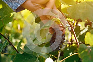 Female viticulturist harvesting grapes in grape yard