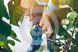 Female viticulturist harvesting grapes in grape yard