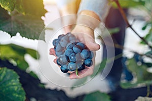 Female viticulturist harvesting grapes in grape yard