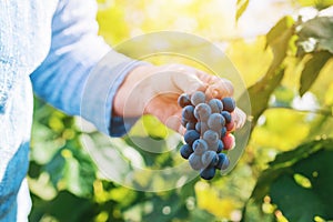 Female viticulturist harvesting grapes in grape yard