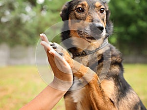 Female volunteer with homeless dog at animal shelter outdoors