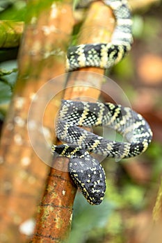 Female Wagler`s Pit viper in Bukit Timah Nature Reserve, Singapore