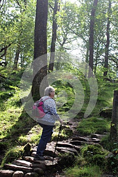 Walker on steps, footpath through woodland glade. photo