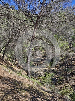 A Female Walker in the distance crossing an Old stone bridge on the trail through the mountains near to Pizarra. photo