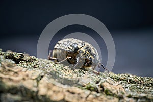 Female of the Walker, Pine Chafer, Polyphylla fullo, extremely rare in the whole world