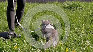 Female Walking a Fat Gray British Cat on a Leash in the Open Air near Home