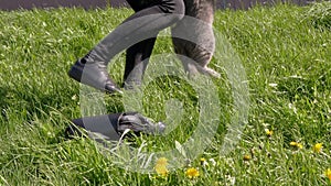 Female Walking a Fat Gray British Cat on a Leash in the Open Air near Home