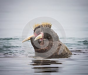 Female walrus looks upward