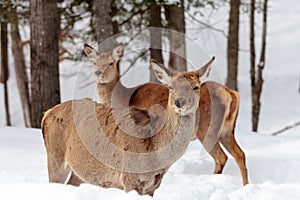 Female wapiti