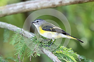 Female Warbler posing on a tree branch.