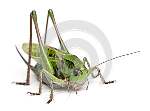 Female wart-biter, a bush-cricket