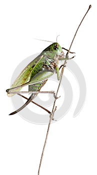 Female wart-biter, a bush-cricket