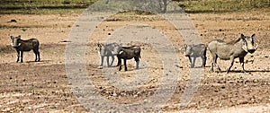 Female Warthog With Four Piglets