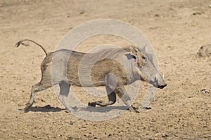 Female Warthog (Phacochoerus africanus) running, South Africa