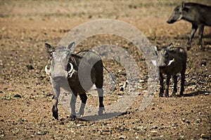 Female Warthog With Piglets