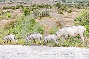 Female warthog with three piglets