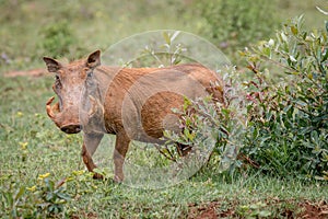 Female Warthog walking in the grass