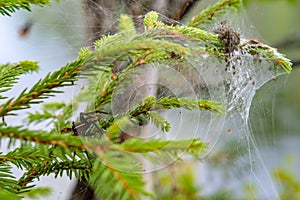 Female water spider Argyroneta aquatica guards the offspring hatched from eggs, in a nest of cobwebs. Arachnophobia.