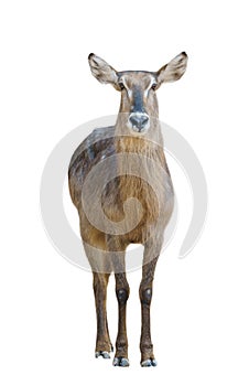 Female waterbuck isolated