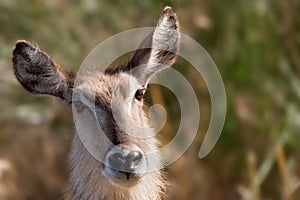 Female Waterbuck (Kobus ellipsiprymnus)