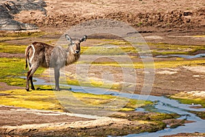 Female Waterbuck (Kobus ellipsiprymnus)