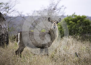 A female Waterbuck standing in the bushveld