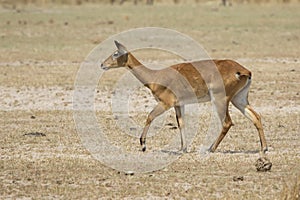 female WATERBUCK walking along the sandy savannah along the shore of the lake in the dry season