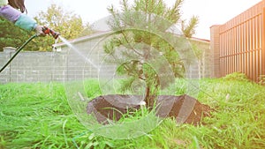 Female watering a freshly planted pine tree in an agricultural field. The concept of gardening, ecology, growth, business. Organic