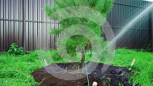 Female watering a freshly planted pine tree in an agricultural field. The concept of gardening, ecology, growth, business. Organic