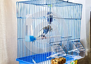 Female wavy parrot in a cage