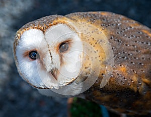 Female western barn owl