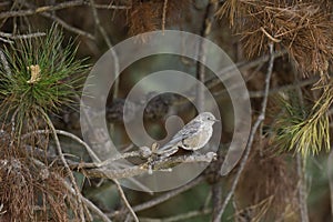 Female Western Bluebird, Sialia mexicana, perched on a branch