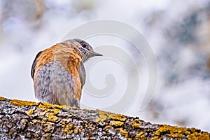 Female Western Bluebird Sialia mexicana sitting on a tree branch, South San Francisco bay area, California